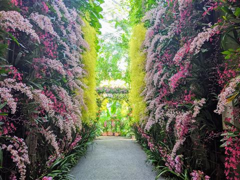 高知県立牧野植物園 ラン展(2月頃撮影)